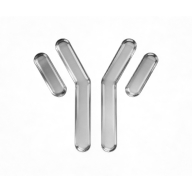 Monoclonal Antibodies